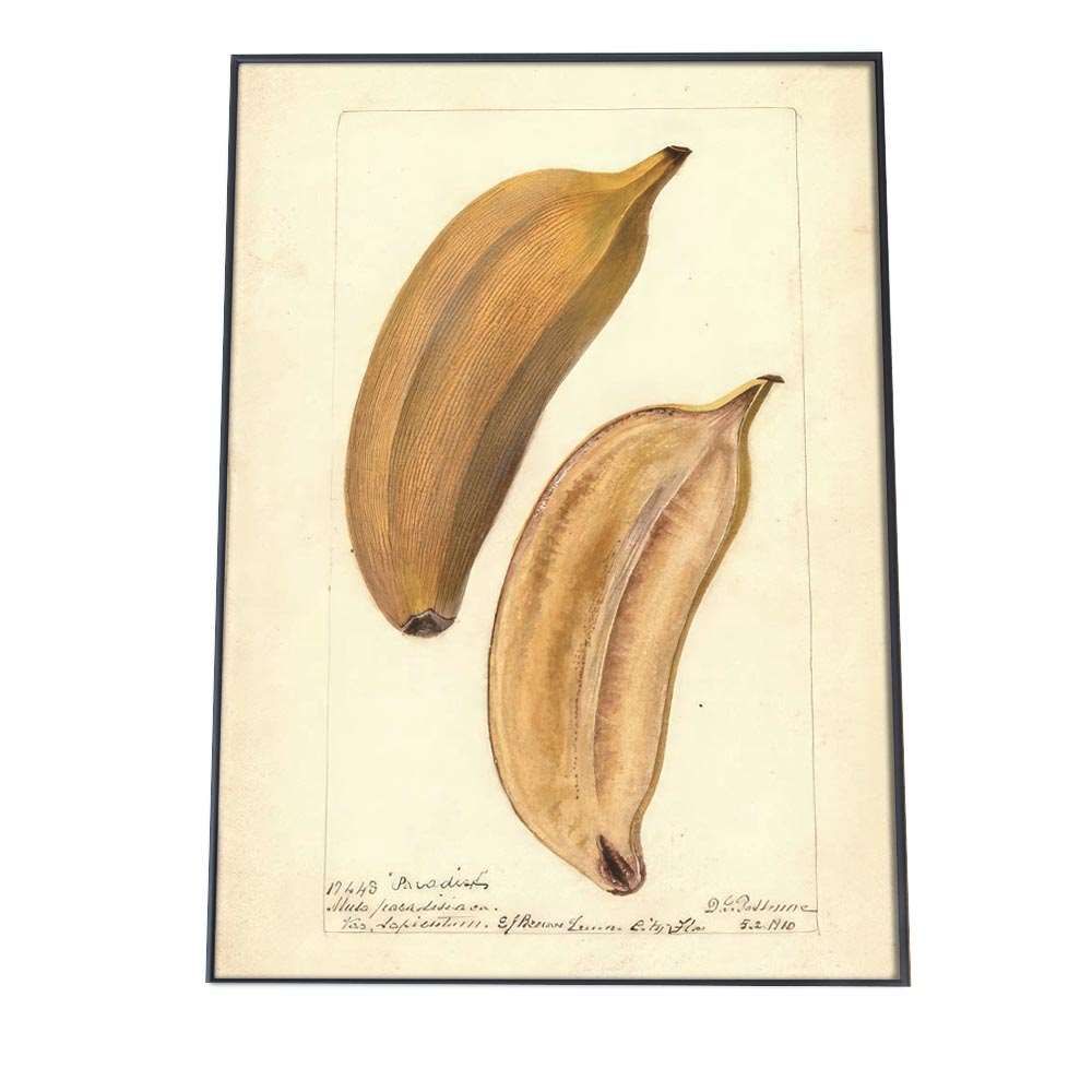 A4サイズ（約21x30cm）】【bn-poster-344】バナナ 黄色 果物 フルーツ