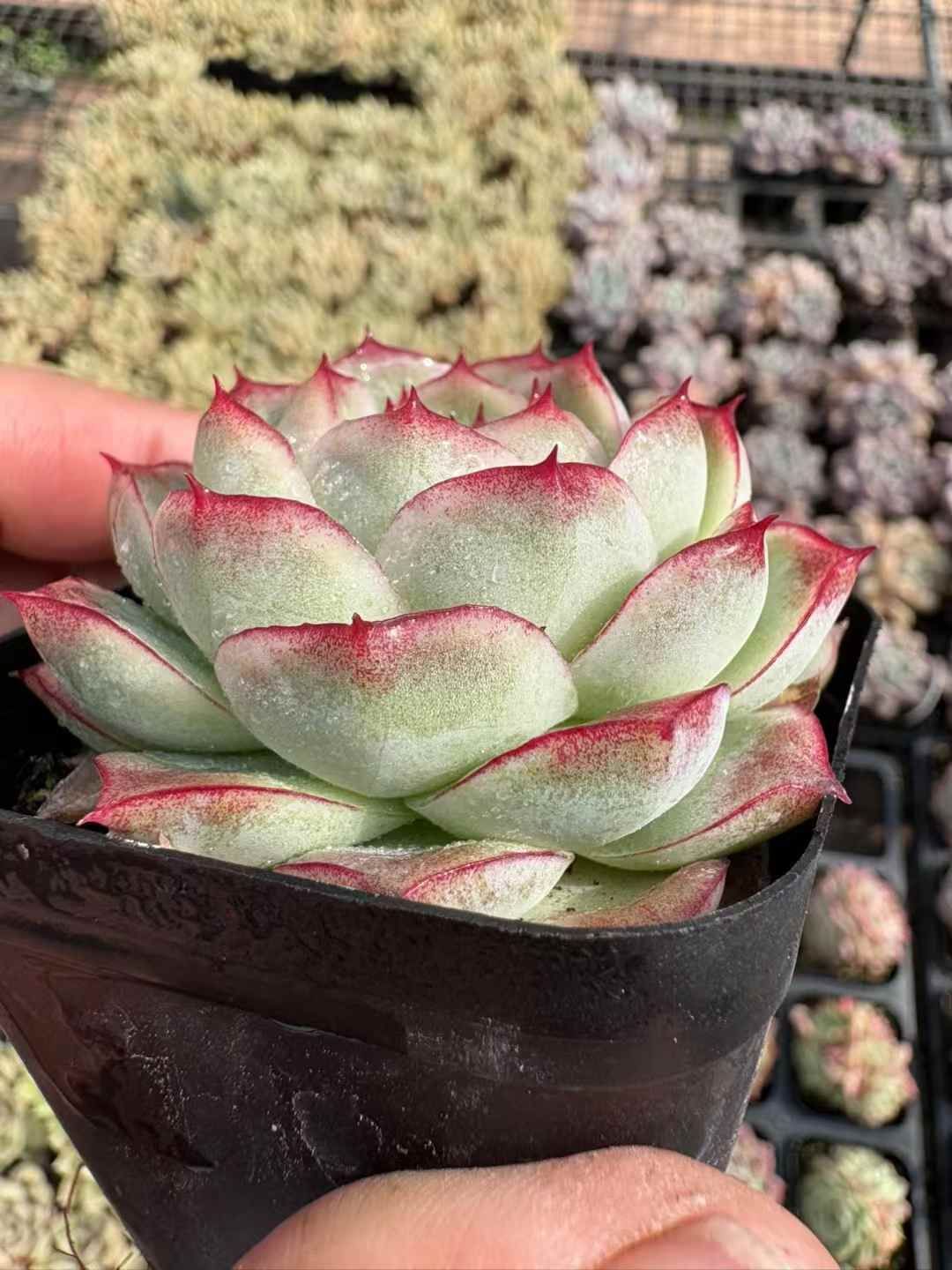 50株の抜き苗セット】クィーンローズ 多肉植物 佐川急便発送