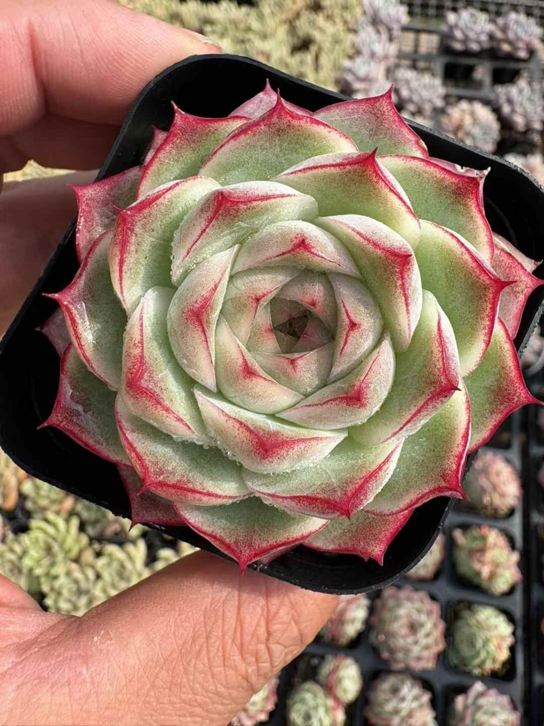 50株の抜き苗セット】クィーンローズ 多肉植物 佐川急便発送