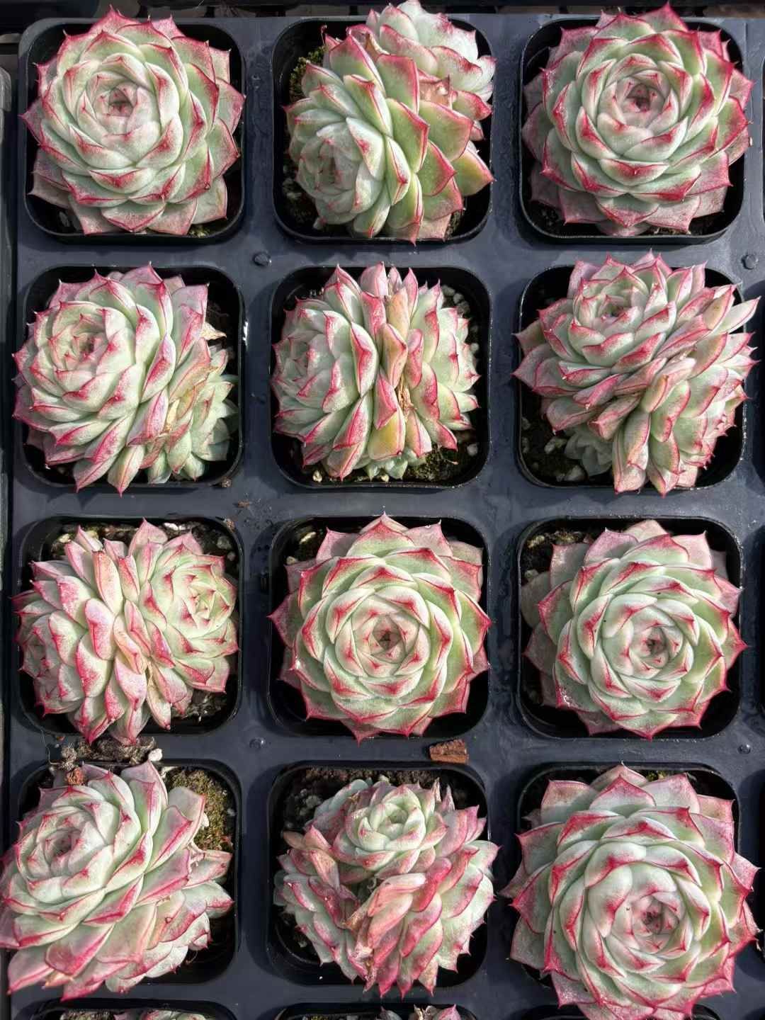 50株の抜き苗セット】クィーンローズ 多肉植物 佐川急便発送