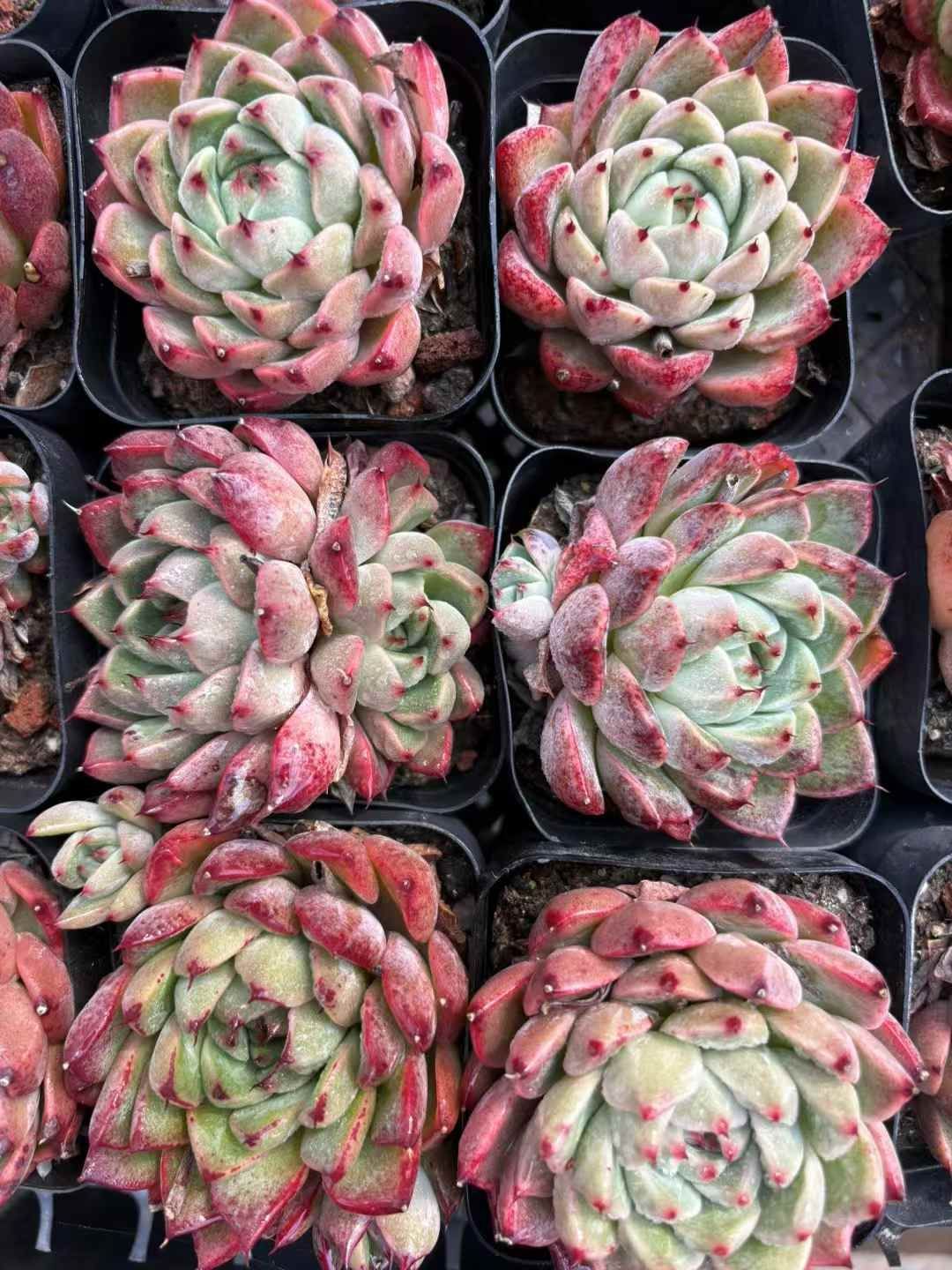 50株の抜き苗セット】レッドツメ 多肉植物 佐川急便発送 エケベリア