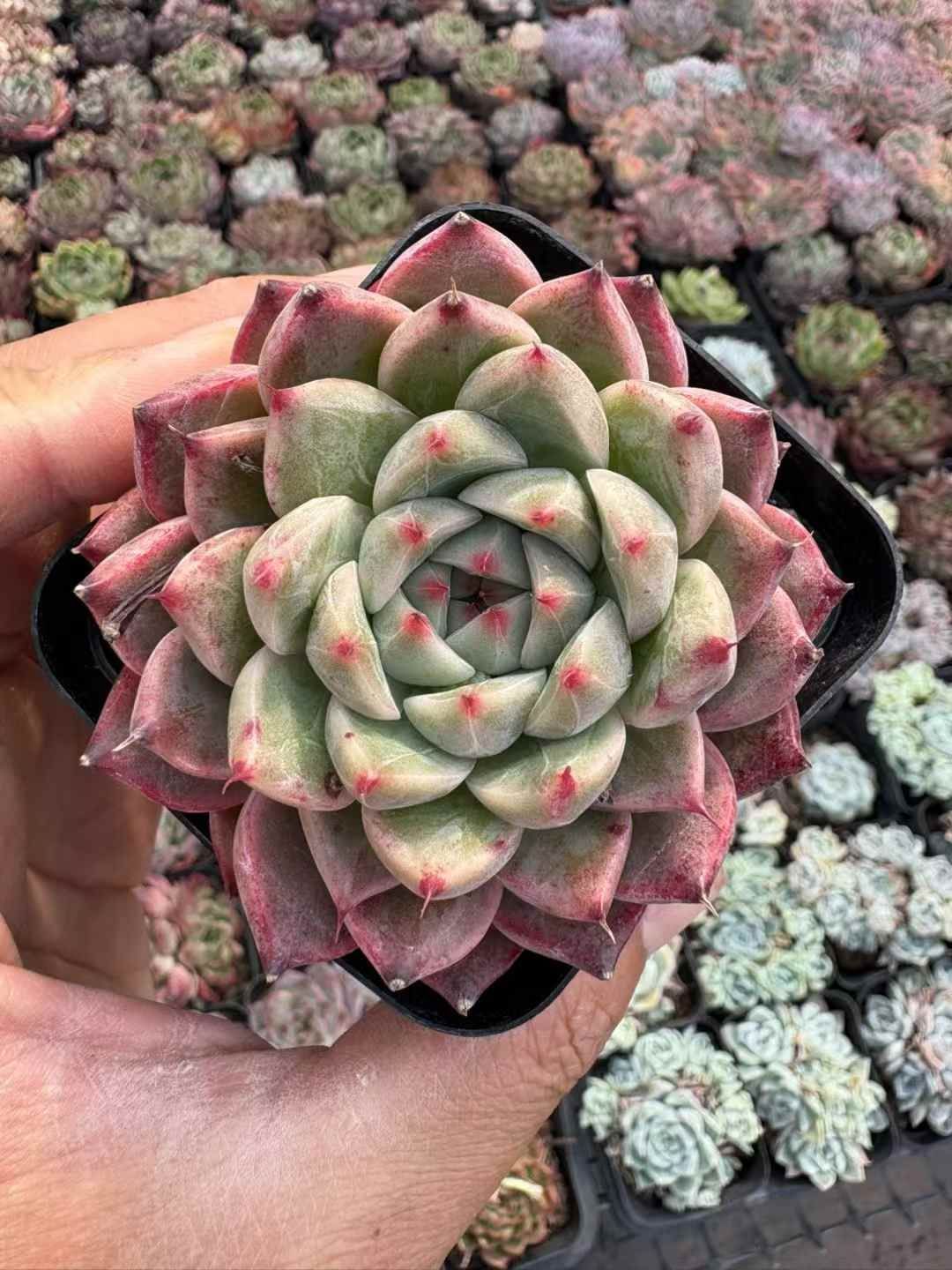 50株の抜き苗セット】レッドツメ 多肉植物 佐川急便発送 エケベリア