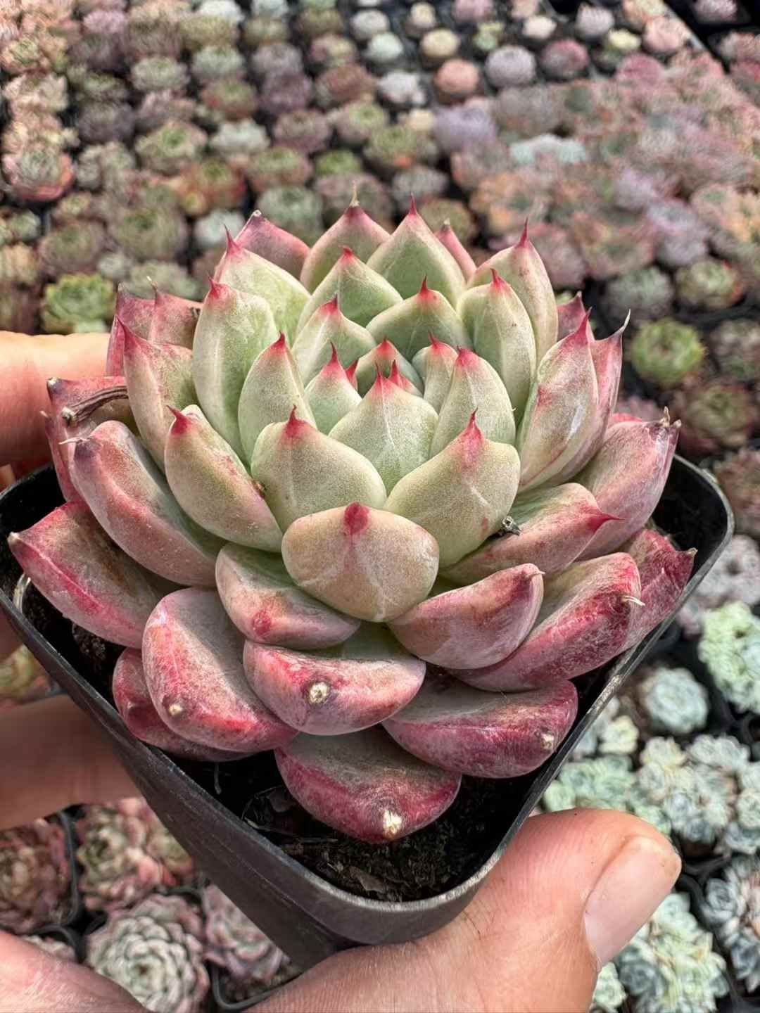 多肉植物　抜き苗　Big Red 多肉植物 抜き苗 Big Red 多肉植物 抜き苗 Big Red 【公式通販】