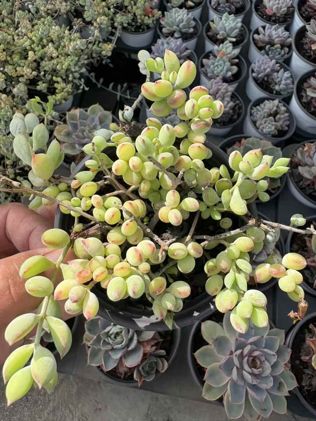 50株の抜き苗セット】ダマル福娘 多肉植物 佐川急便発送 エケベリア