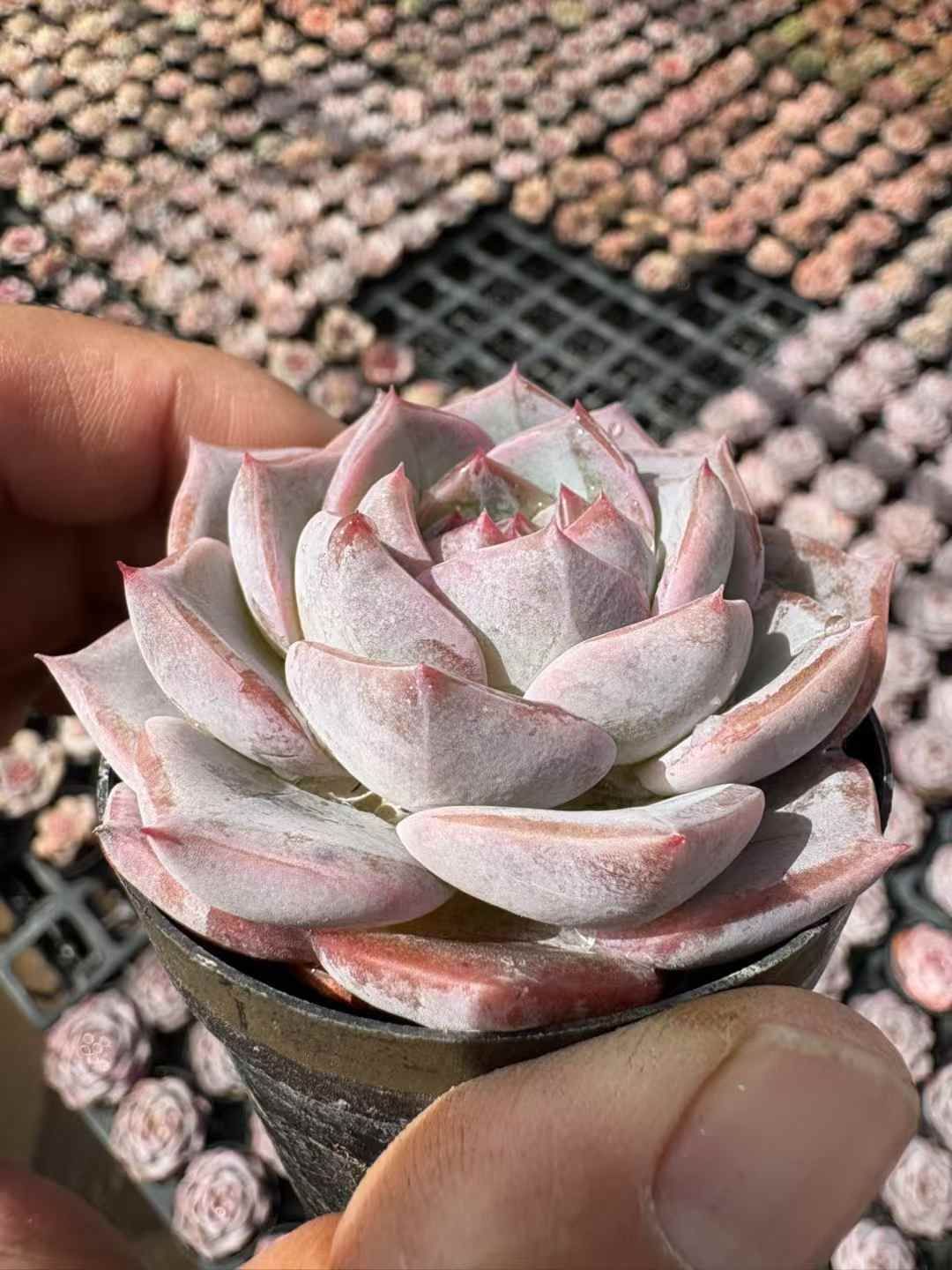 50株の抜き苗セット】パープルクリスタル 多肉植物 佐川急便発送