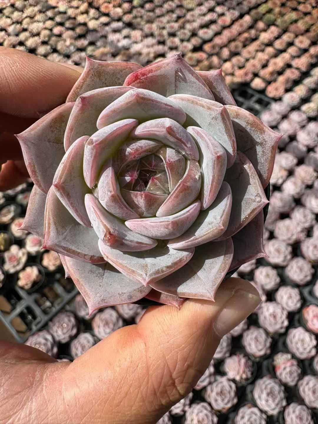 50株の抜き苗セット】パープルクリスタル 多肉植物 佐川急便発送