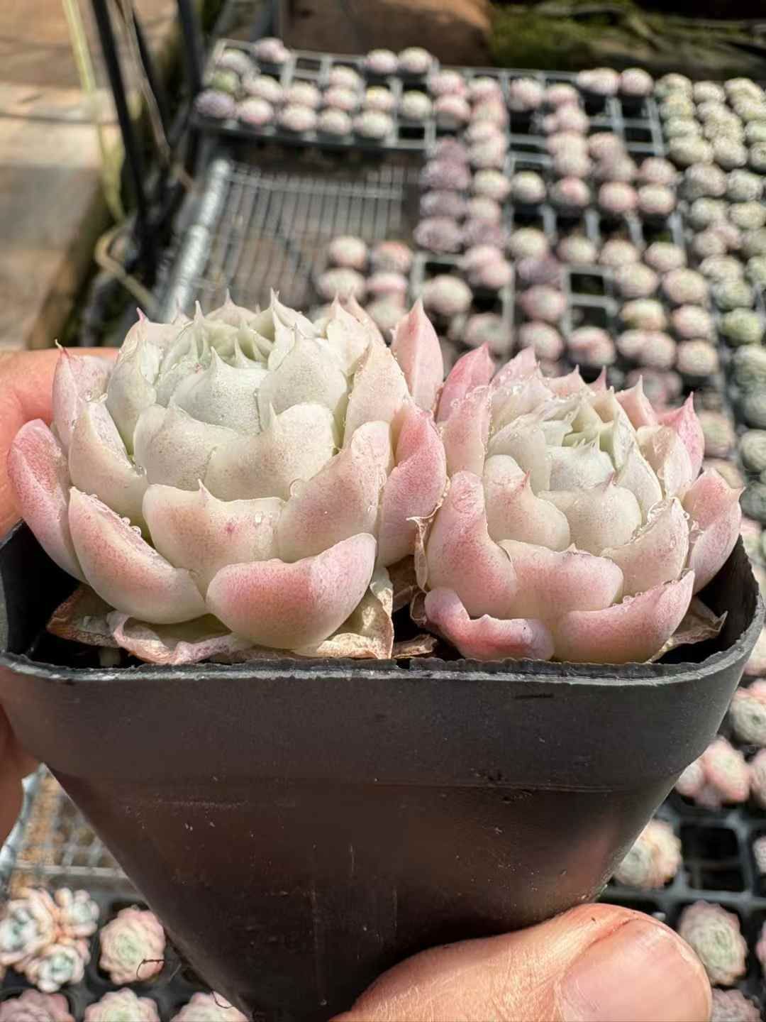 50株の抜き苗セット】白月影 多肉植物 佐川急便発送 エケベリア 韓国苗