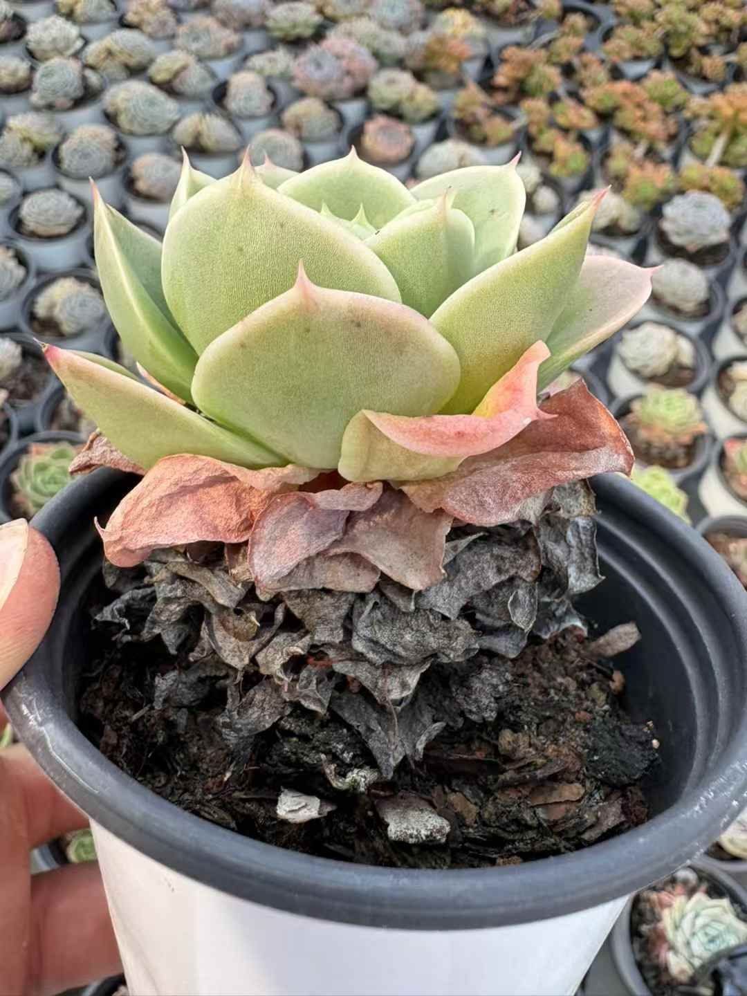 Sato　多肉植物　ビバーシェ　韓国苗 Sato 多肉植物 ビバーシェ 韓国苗 Sato様専用 多肉植物 ビバーシェ 韓国苗