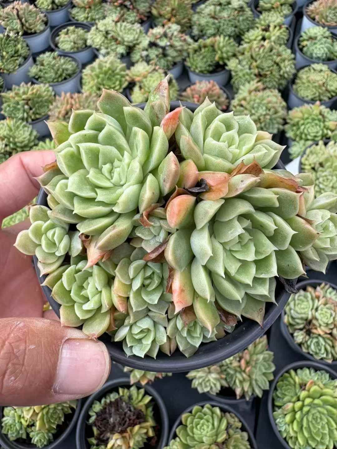 50株の抜き苗セット】グリーンハス 多肉植物 佐川急便発送 エケベリア