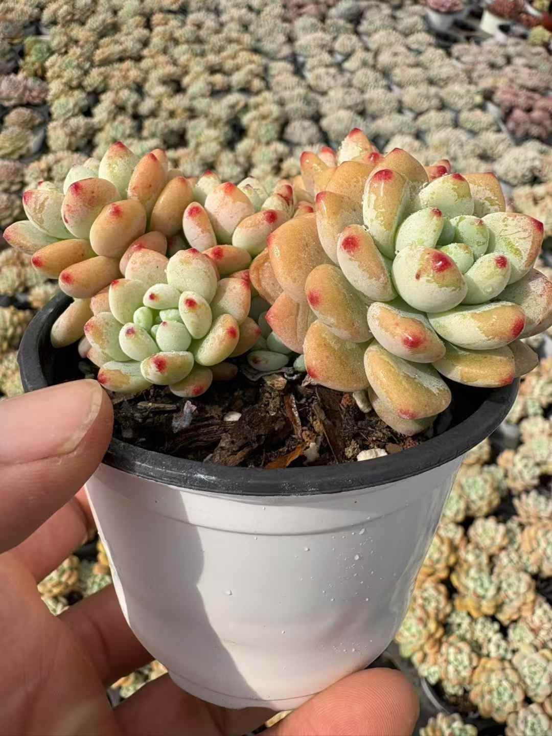 18株の抜き苗セット】オレンジラウル 多肉植物 佐川急便発送