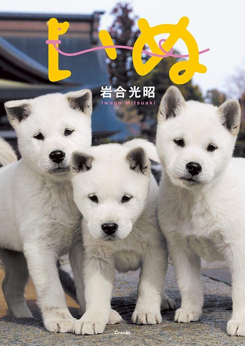 近江米【きぬむすめ】白米 9kg