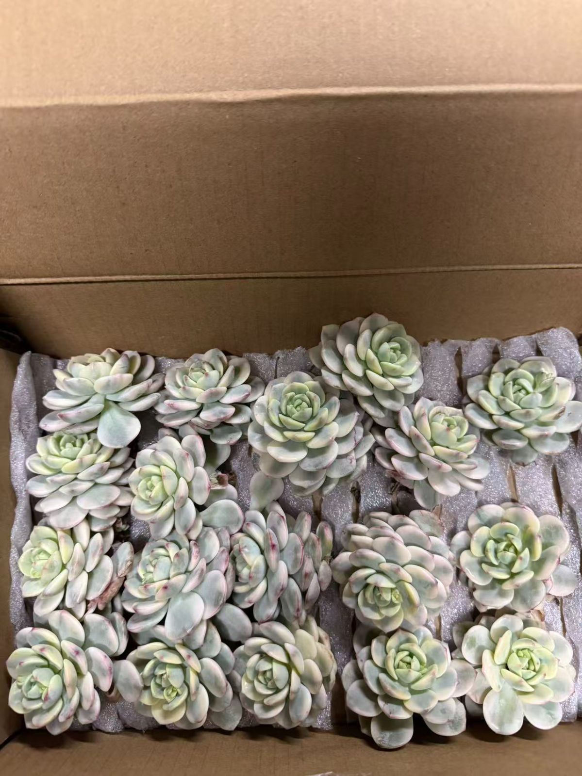 現品限り【18株の抜き苗セット】スヨン錦 多肉植物 佐川急便発送