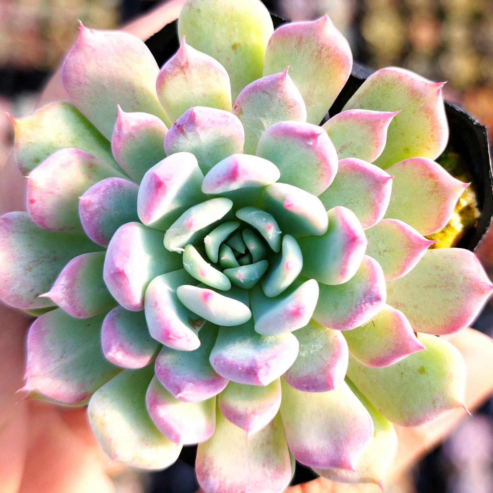 多肉植物 エケベリア コロラータタパルパ✕沙羅姫牡丹 実生 抜き苗