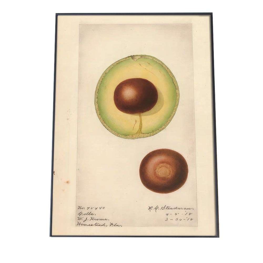 A2サイズ（約42x59cm）】【bn-poster-361】アボカド 野菜 植物 図鑑