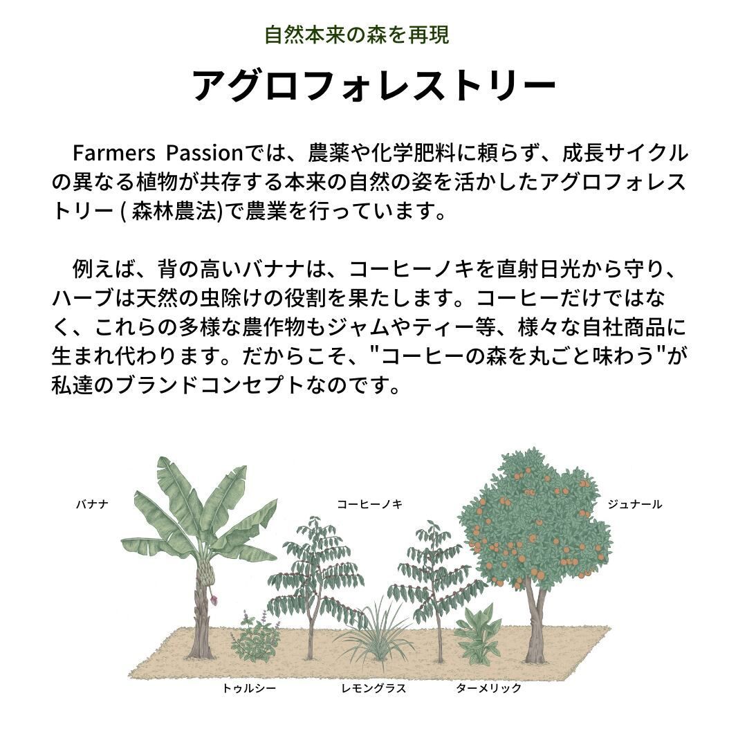 オーガニック コーヒー フェアトレード ハニー × ミディアム 1kg