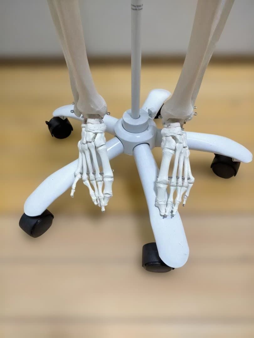 送料無料】3B Scientific 骨格模型 等身大 スタンド付き 医療模型 解剖