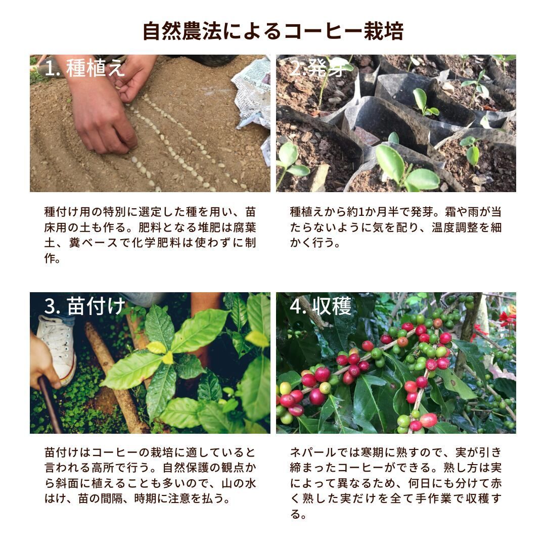 ☆オーガニックコーヒー ライト フェアトレード 1kg 粉 コーヒー豆 ネパール ☆オーガニックコーヒー ライト フェアトレード 1kg 粉 コーヒー豆