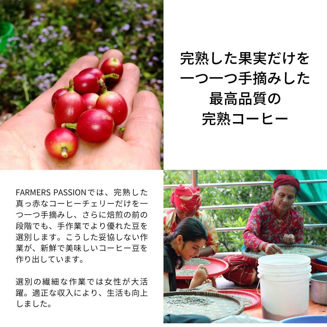 オーガニック コーヒー フェアトレード ハニー × ミディアム 1kg