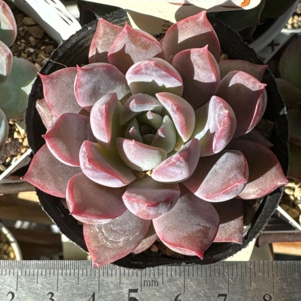 Lidia×コロラータアテマハック❣️パルクファームさん苗❣️札付き