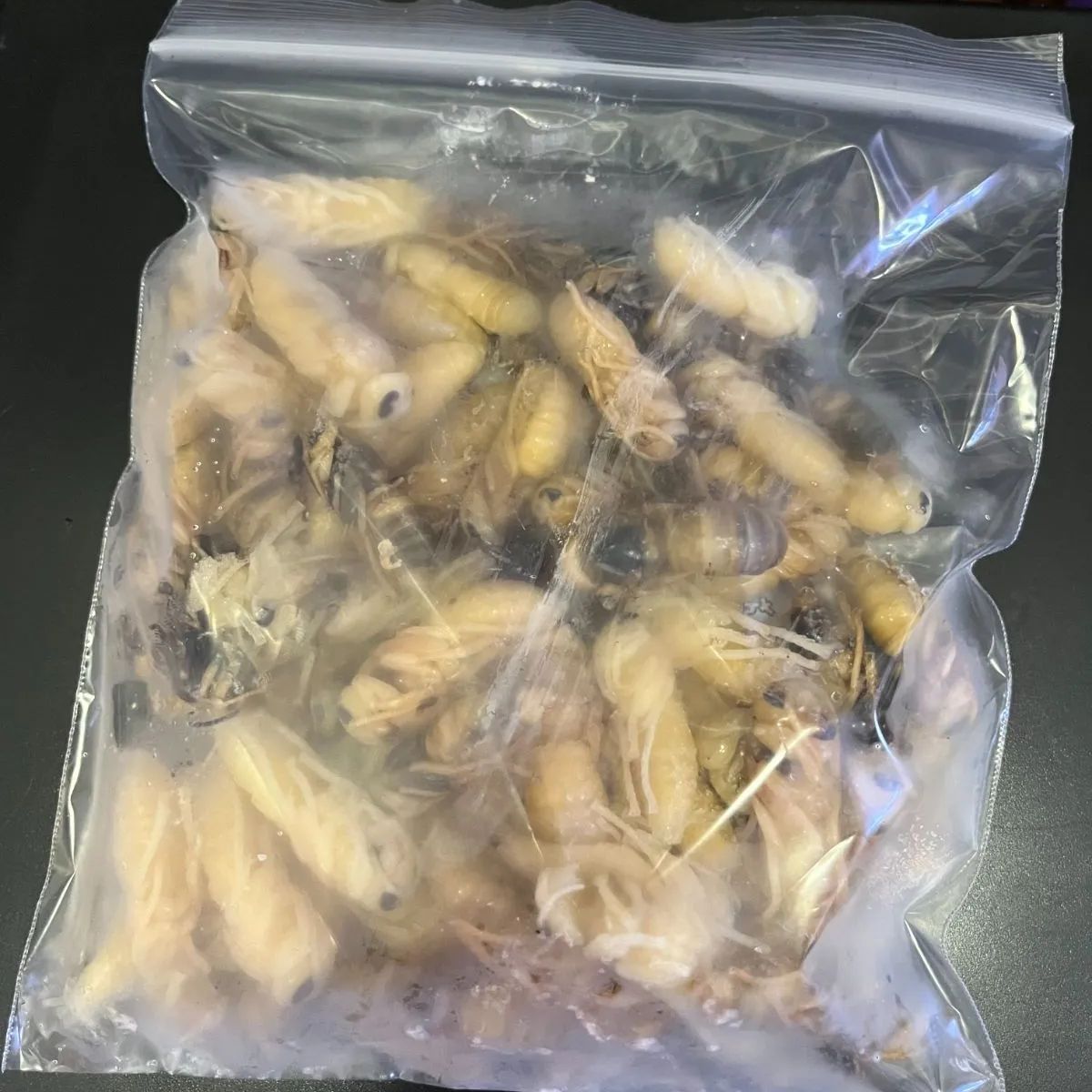 1209-09 2面食器棚 レンジボード 120×50×190(cm) 福岡 糸島 唐津
