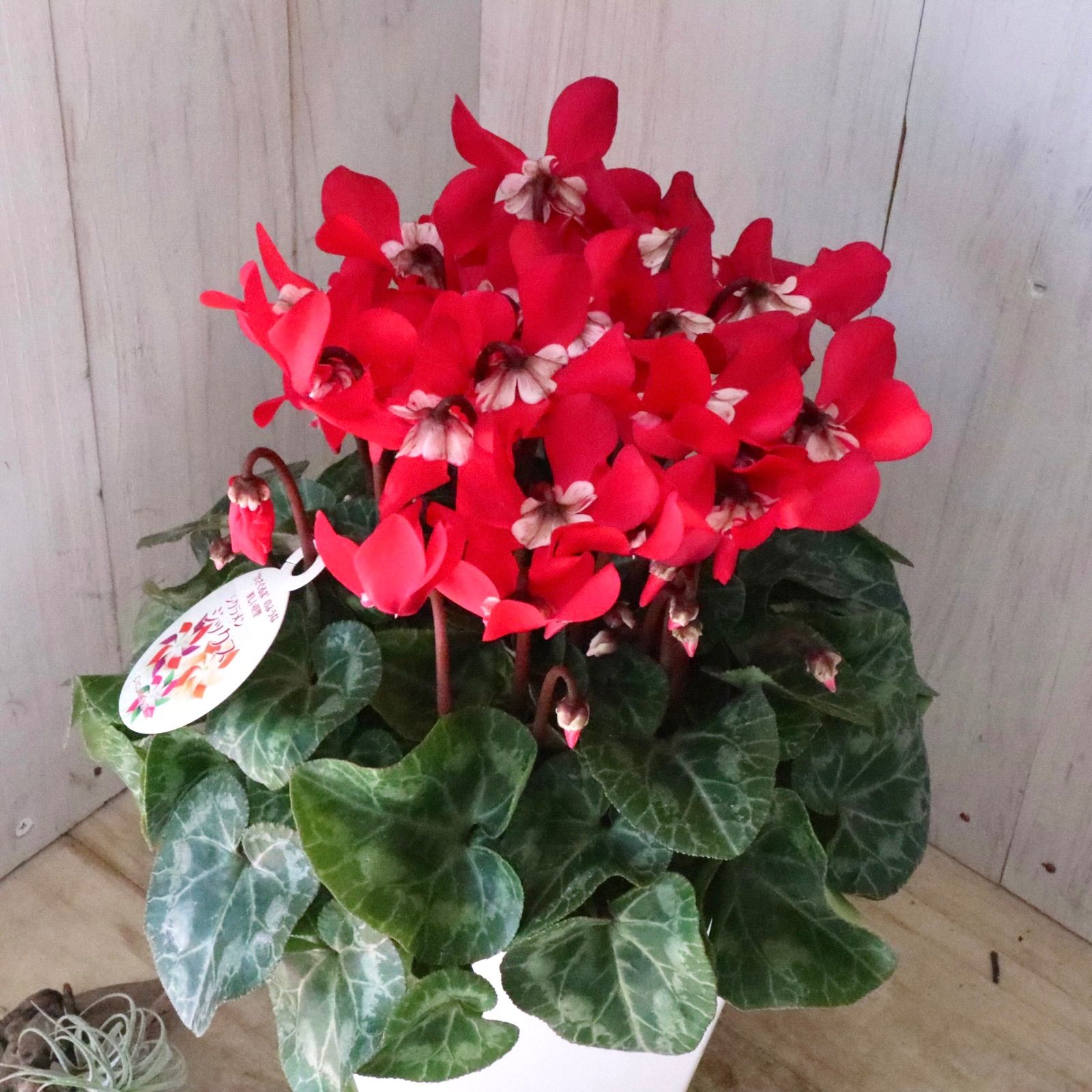 香合共箱14点　箱なし12点　蓋置共箱3点　おまとめ29点 香合共箱14点 箱なし12点 蓋置共箱3点 おまとめ29点 香合共箱14点 箱