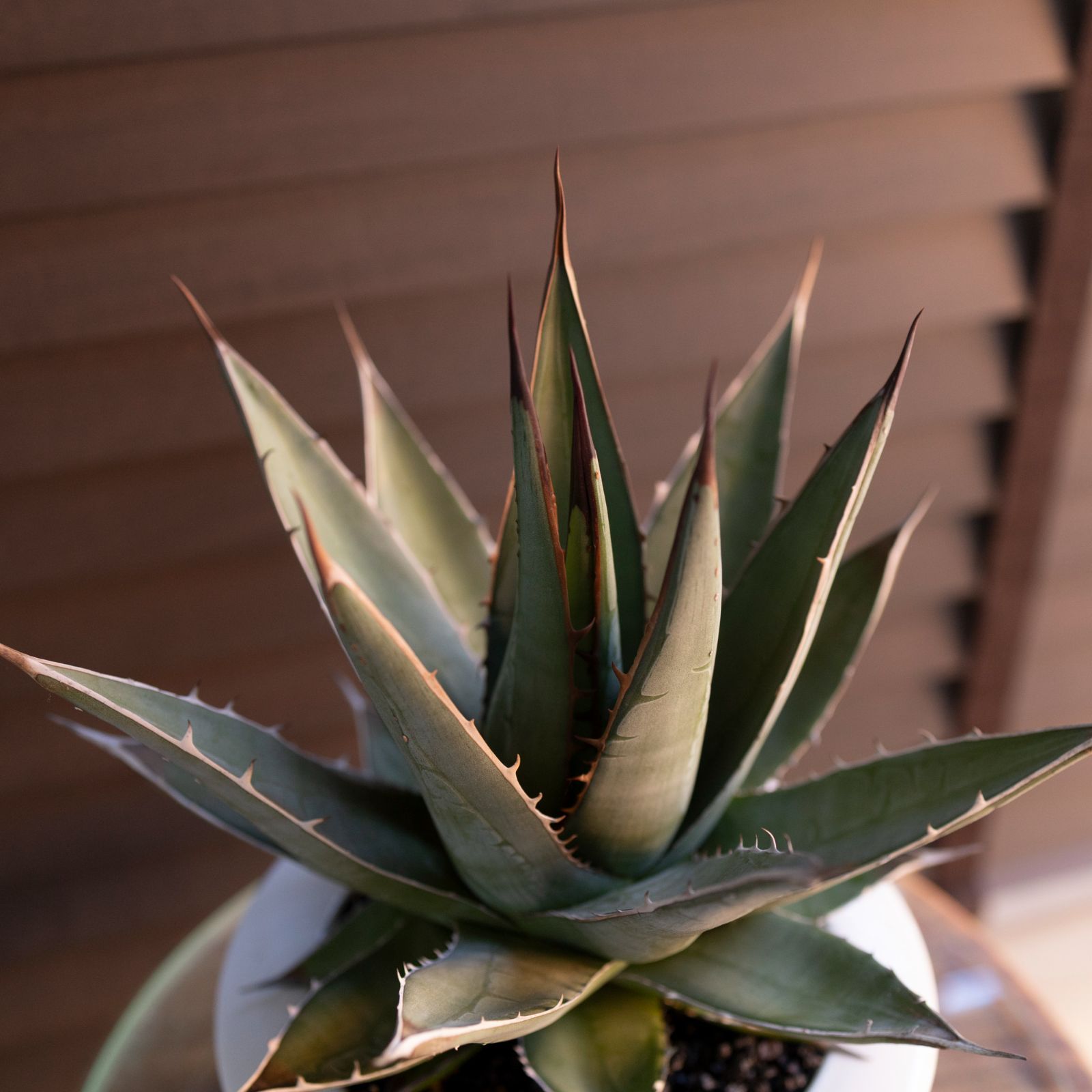 パープソラム アガベ Agave purpusorum 観葉植物 Lj_plantsZ819 agave 