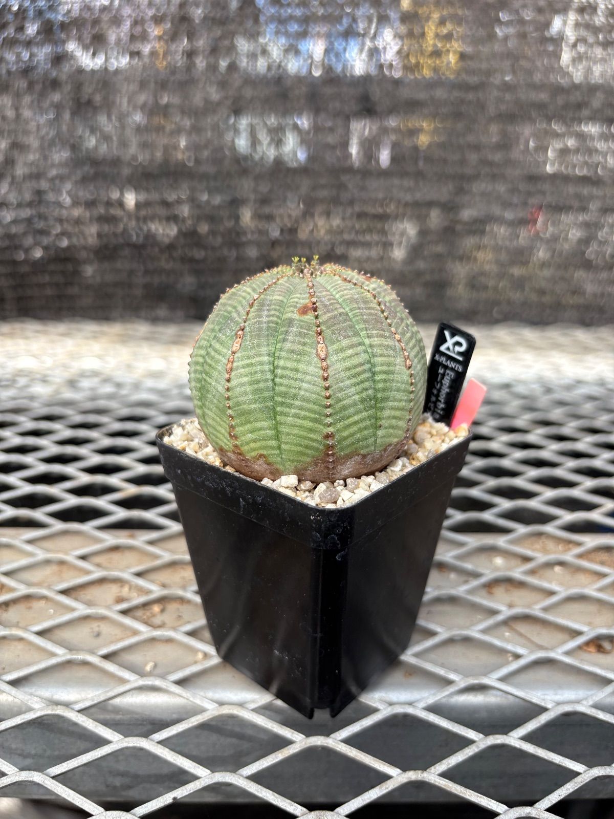 希少☆洋書 リチャード プリンス作品集☆【Richard Prince】グッゲンハイム