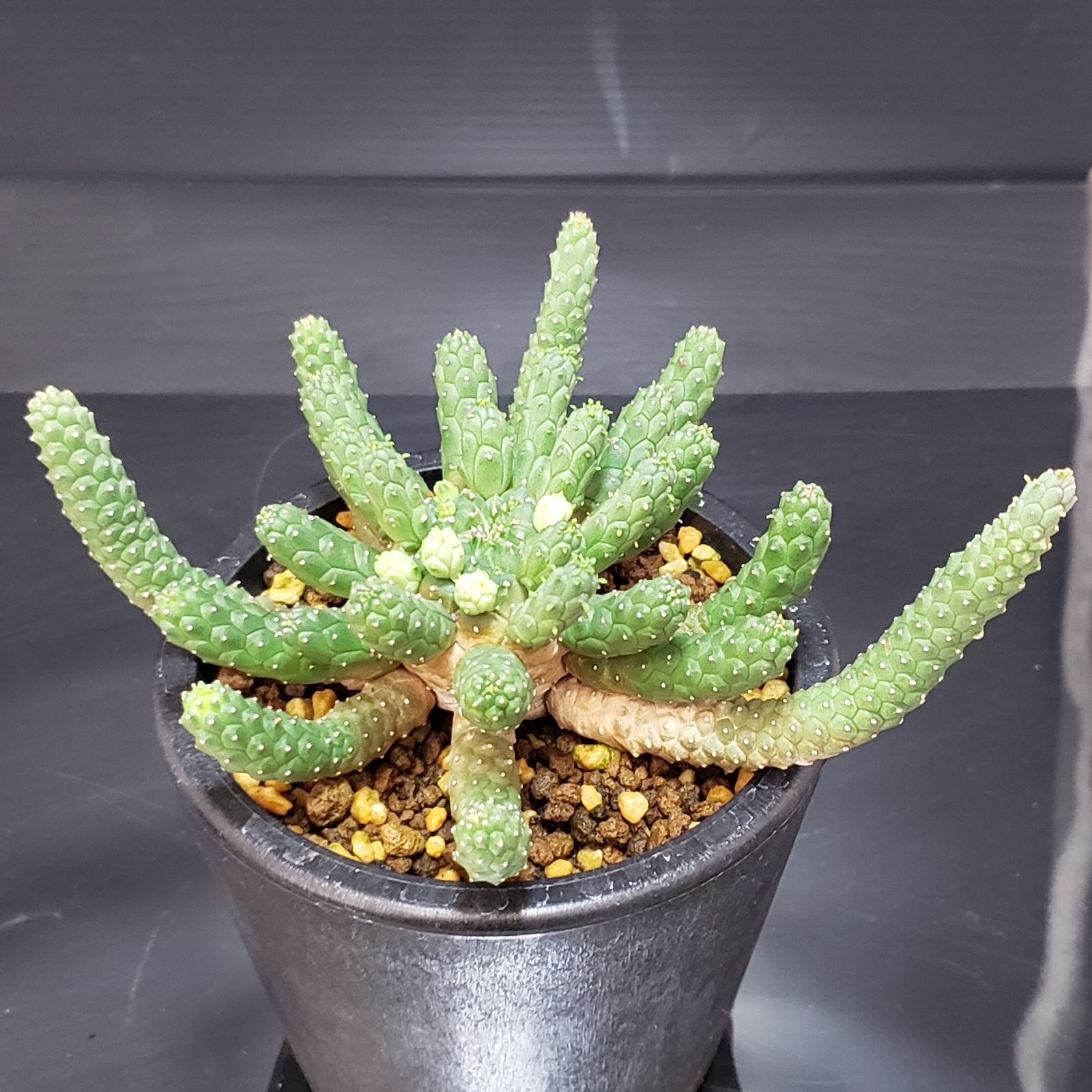 G160【自社養生株】ユーフォルビア エスクレンタ（発根株・鉢植え