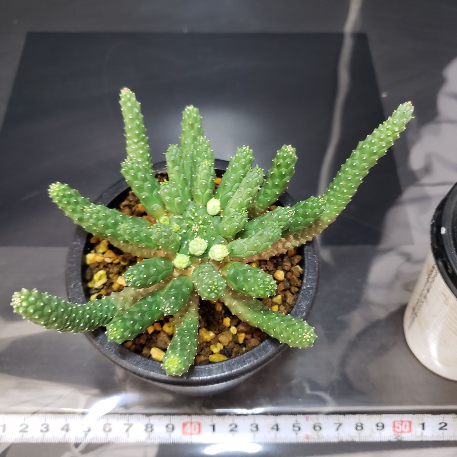 G160【自社養生株】ユーフォルビア エスクレンタ（発根株・鉢植え