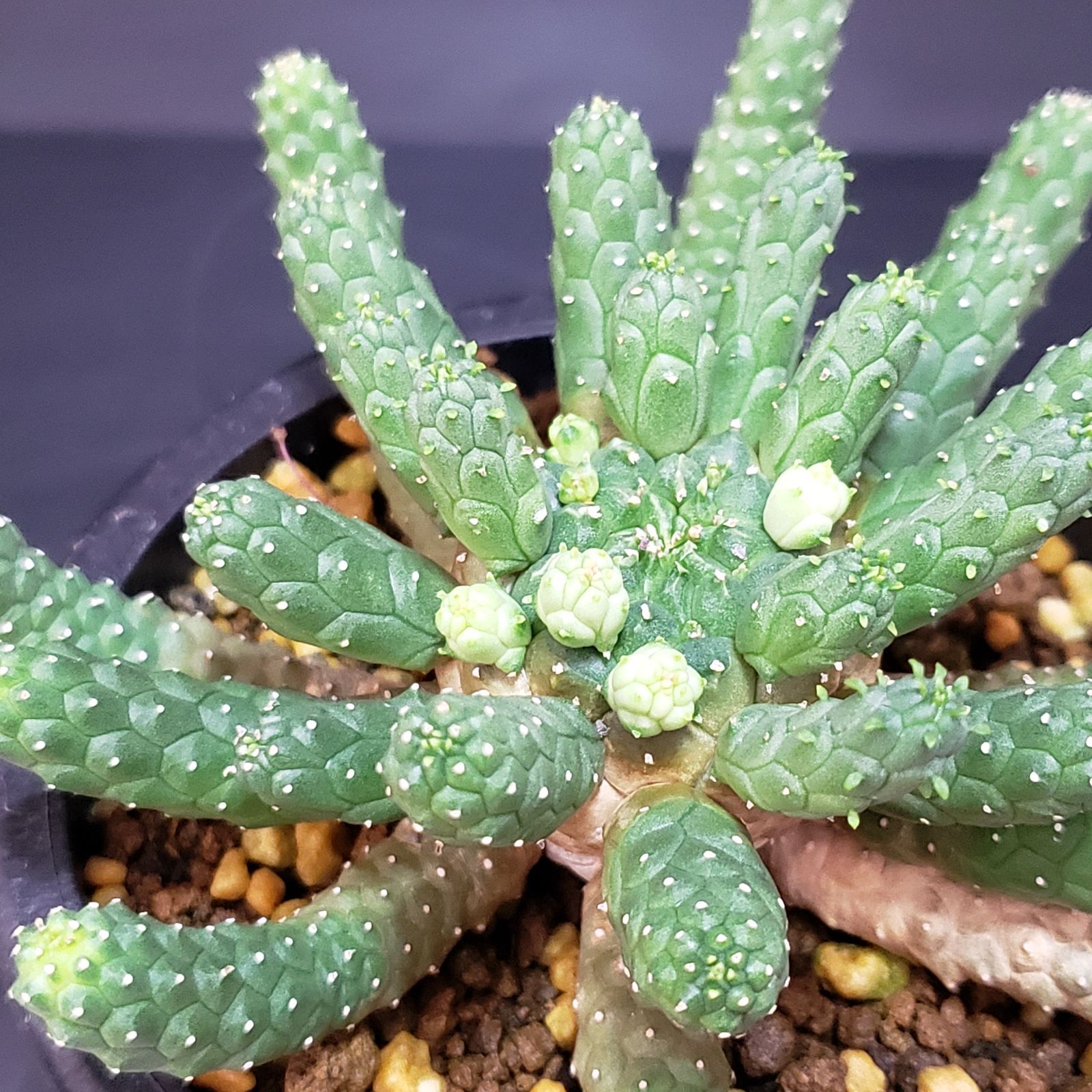 G160【自社養生株】ユーフォルビア エスクレンタ（発根株・鉢植え