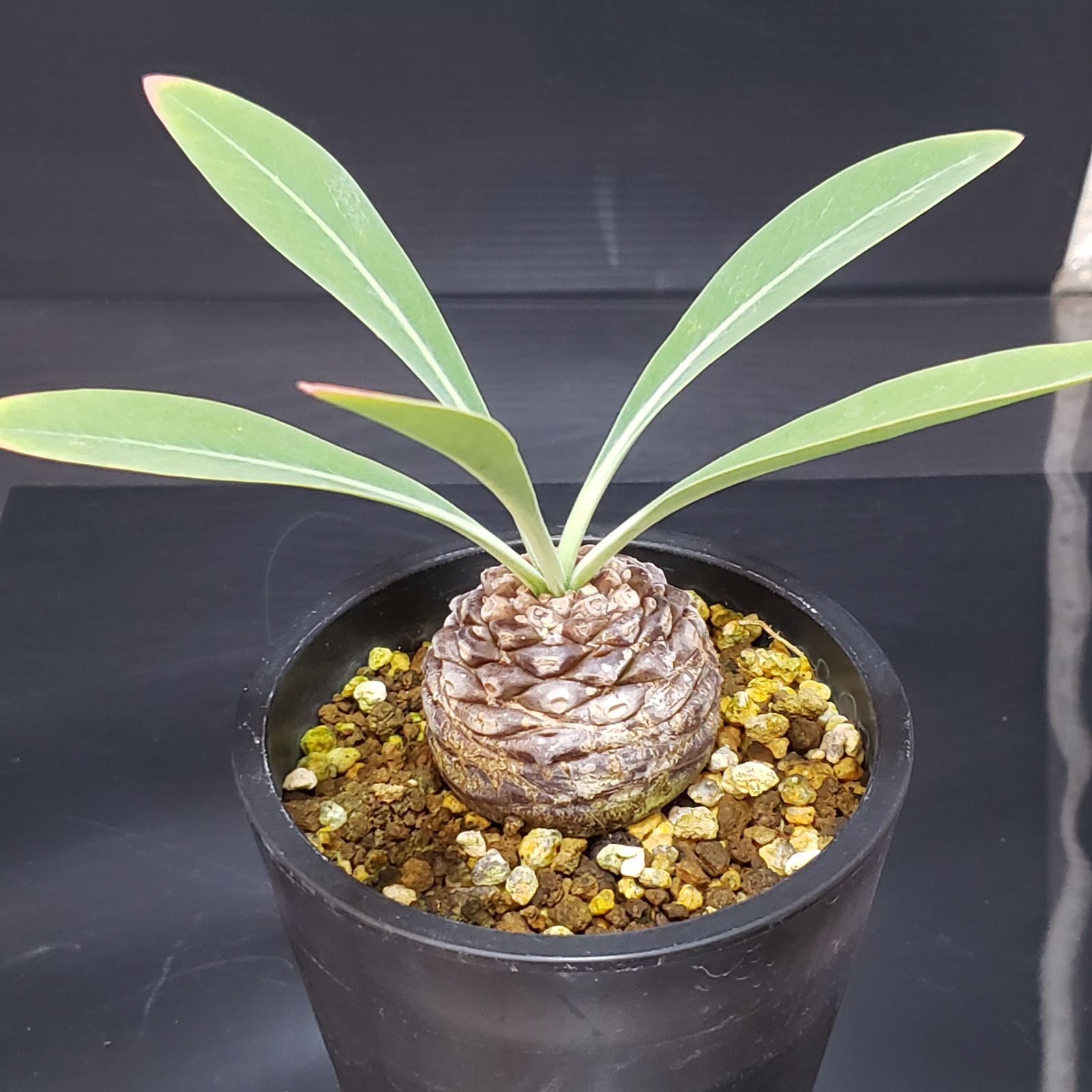 G163【自社養生株】ユーフォルビア ブプレウリフォリア（発根株