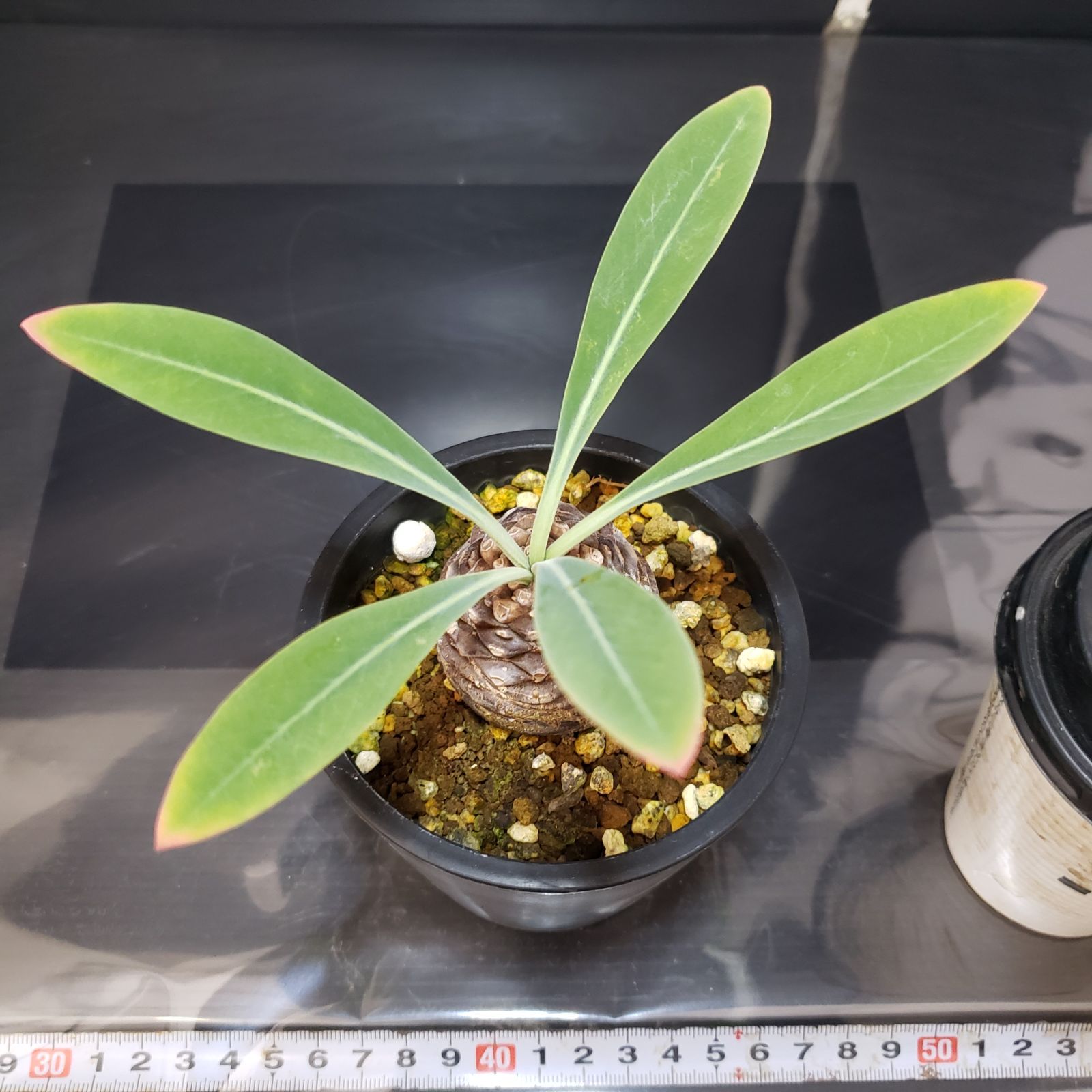 G163【自社養生株】ユーフォルビア ブプレウリフォリア（発根株