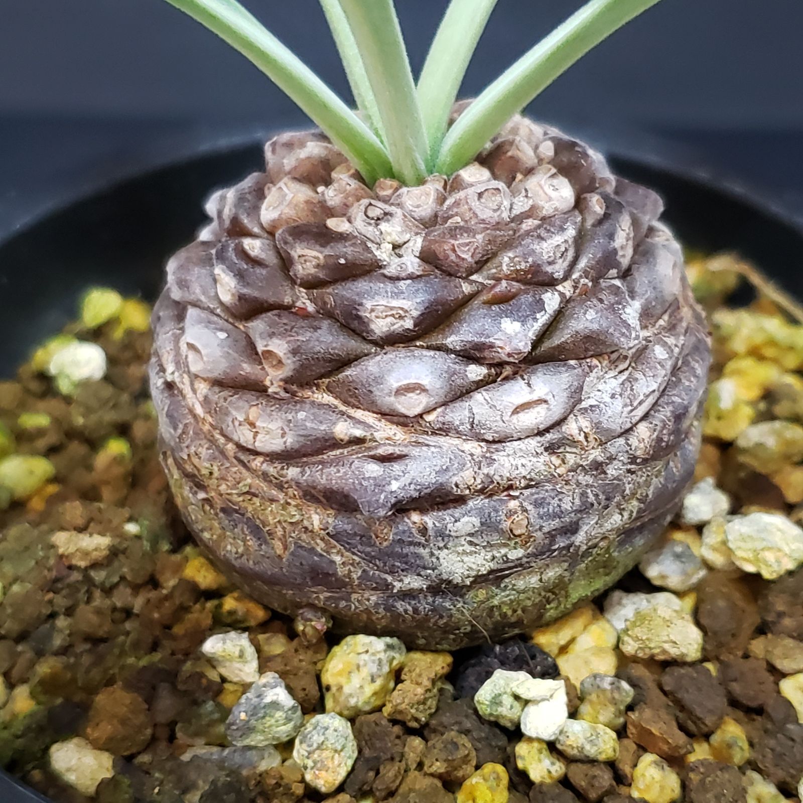 G163【自社養生株】ユーフォルビア ブプレウリフォリア（発根株