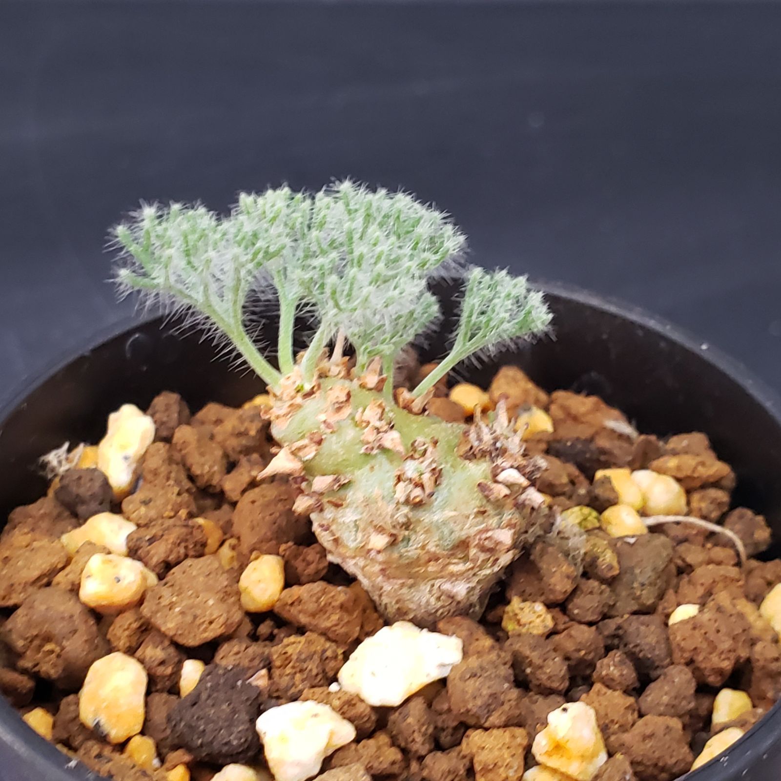 G196【自社養生株】モンソニア ぺニクリナム（発根開始株・鉢植え