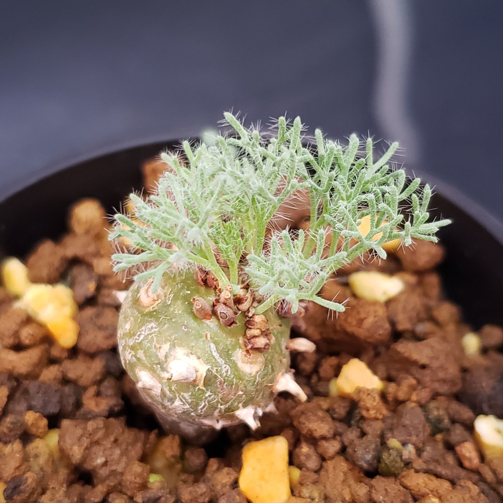 G198【自社養生株】モンソニア ぺニクリナム（発根開始株・鉢植え