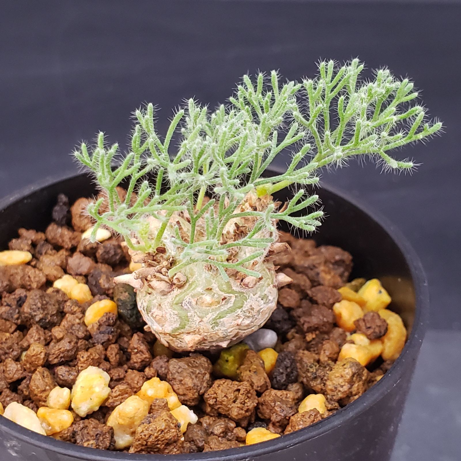 G202【自社養生株】モンソニア ぺニクリナム（発根開始株・鉢植え