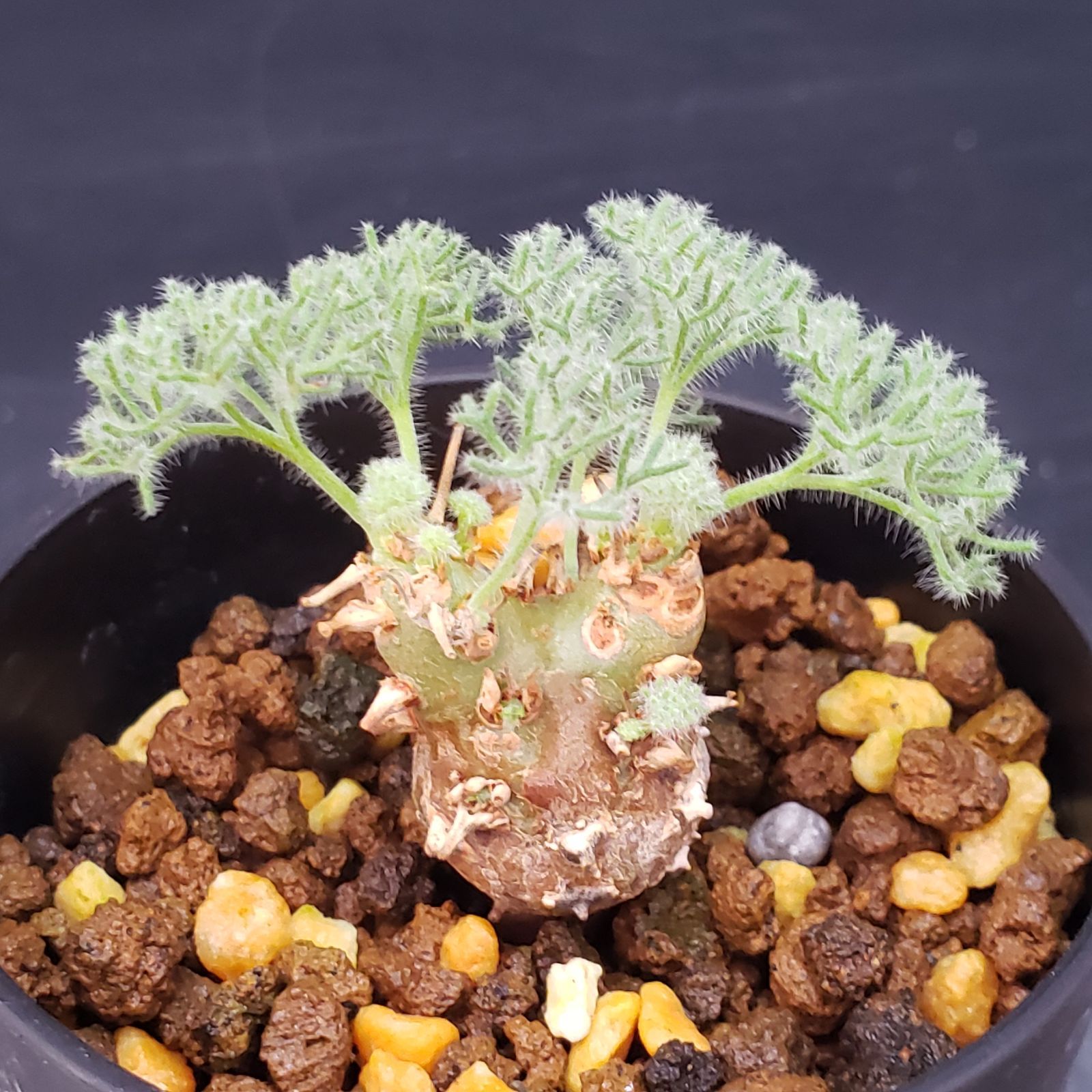 G204【自社養生株】モンソニア ぺニクリナム（発根開始株・鉢植え