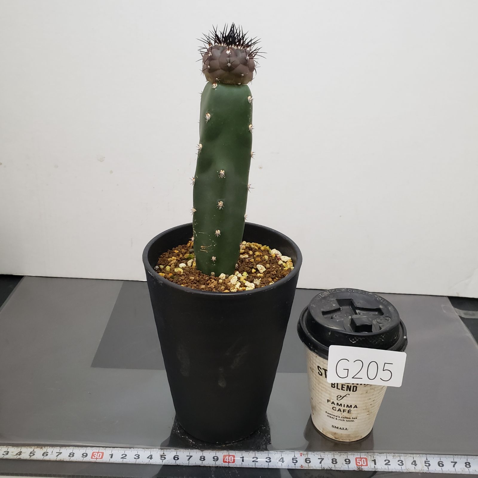 G205【自社養生株】コピアポア 黒王丸（接ぎ木・発根株・鉢植え