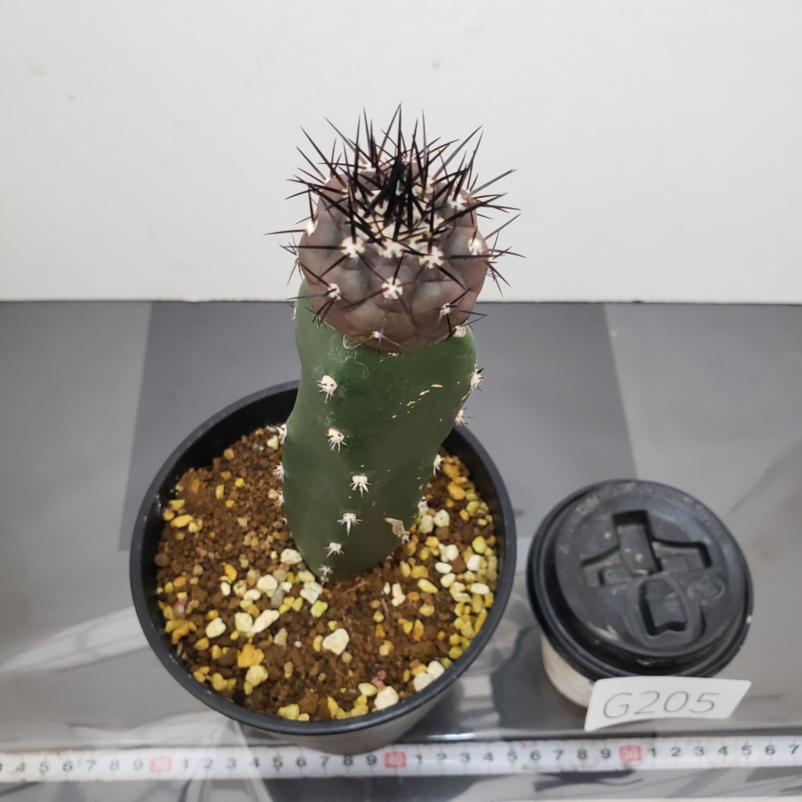 G205【自社養生株】コピアポア 黒王丸（接ぎ木・発根株・鉢植え