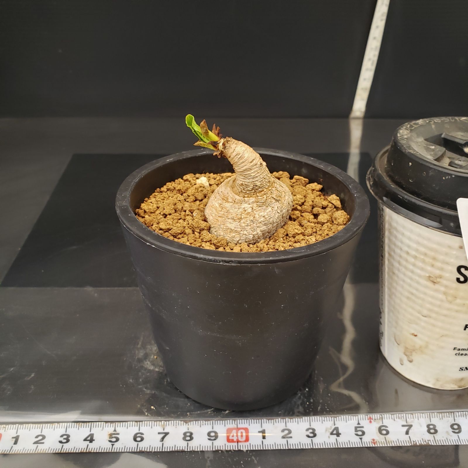 G207【自社養生株】ユーフォルビア プリムリフォリア（現地球・発根株