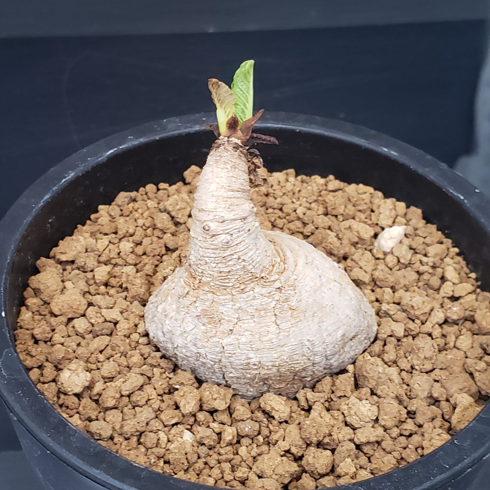 G207【自社養生株】ユーフォルビア プリムリフォリア（現地球・発根株