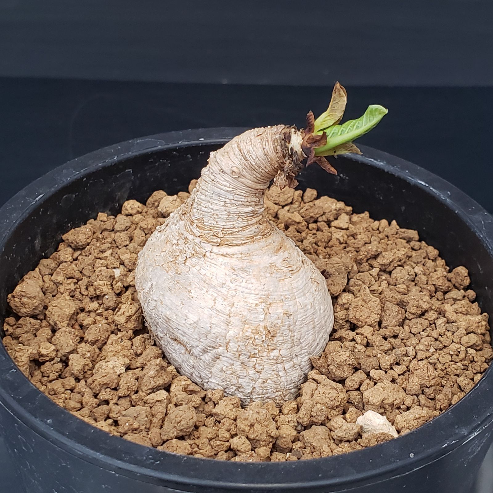 ユーフォルビア プリムリフォリア　発根済み ユーフォルビア プリムリフォリア / Euphorbia primulifolia / 発根