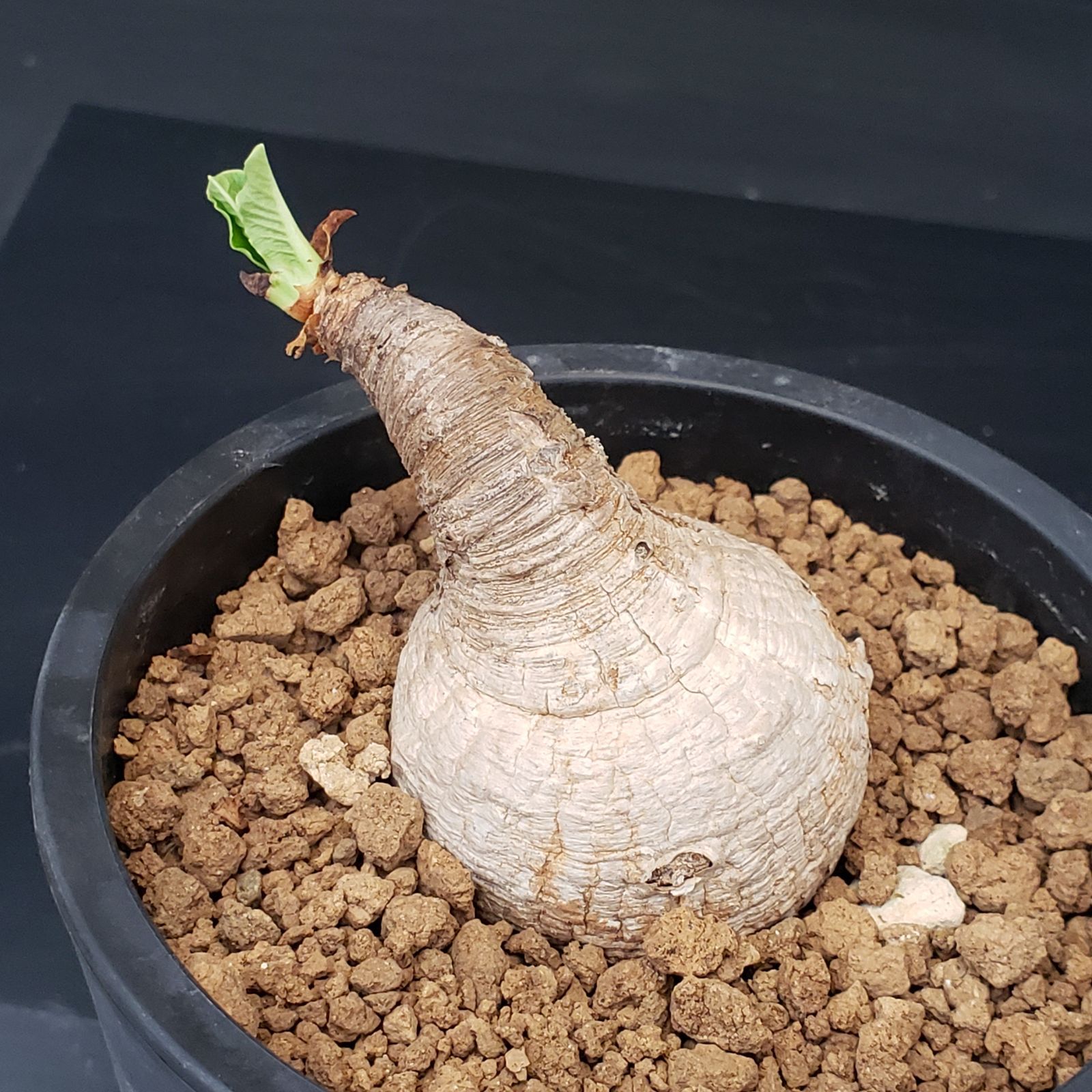 G208【自社養生株】ユーフォルビア プリムリフォリア（現地球・発根株