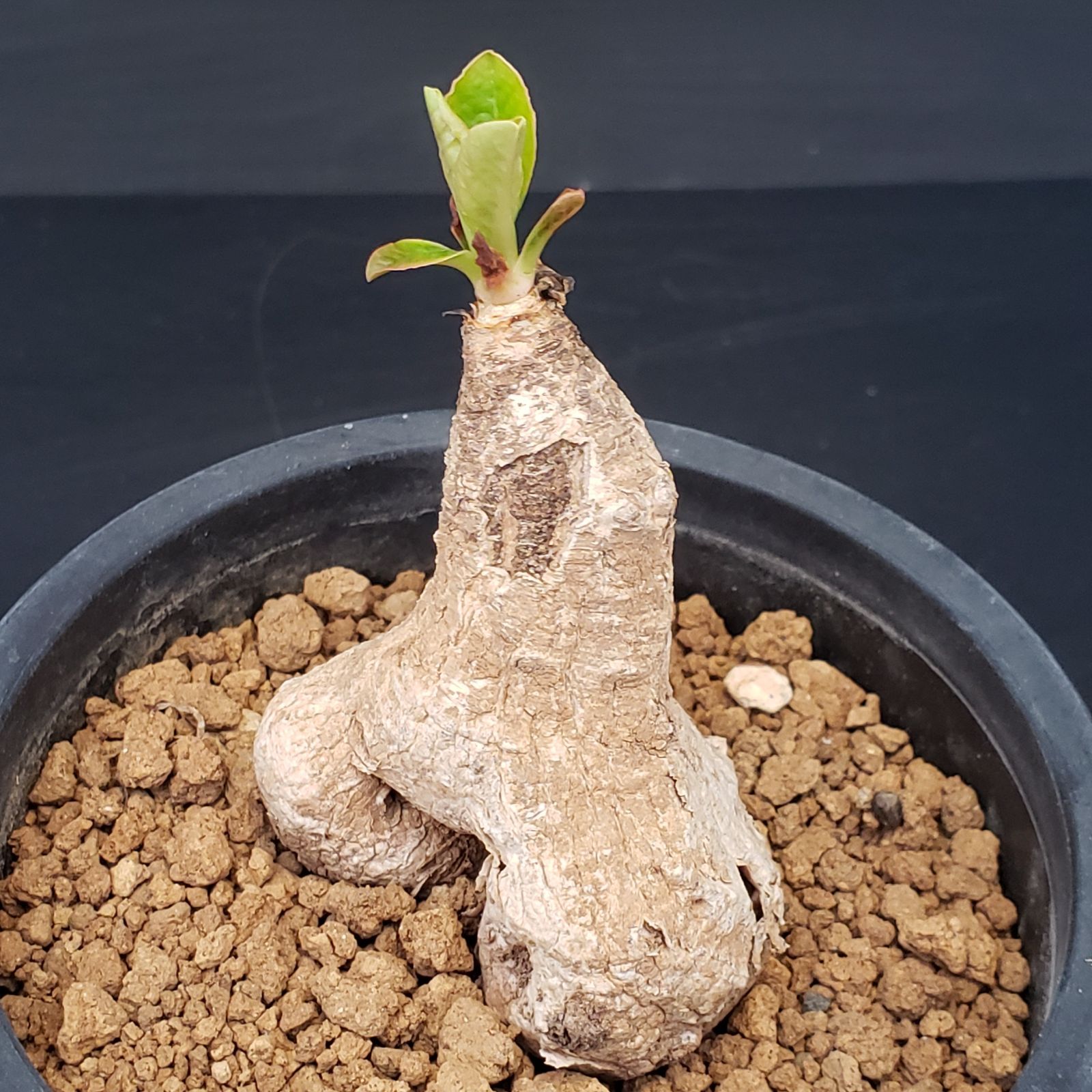 G209【自社養生株】ユーフォルビア プリムリフォリア（現地球・発根株