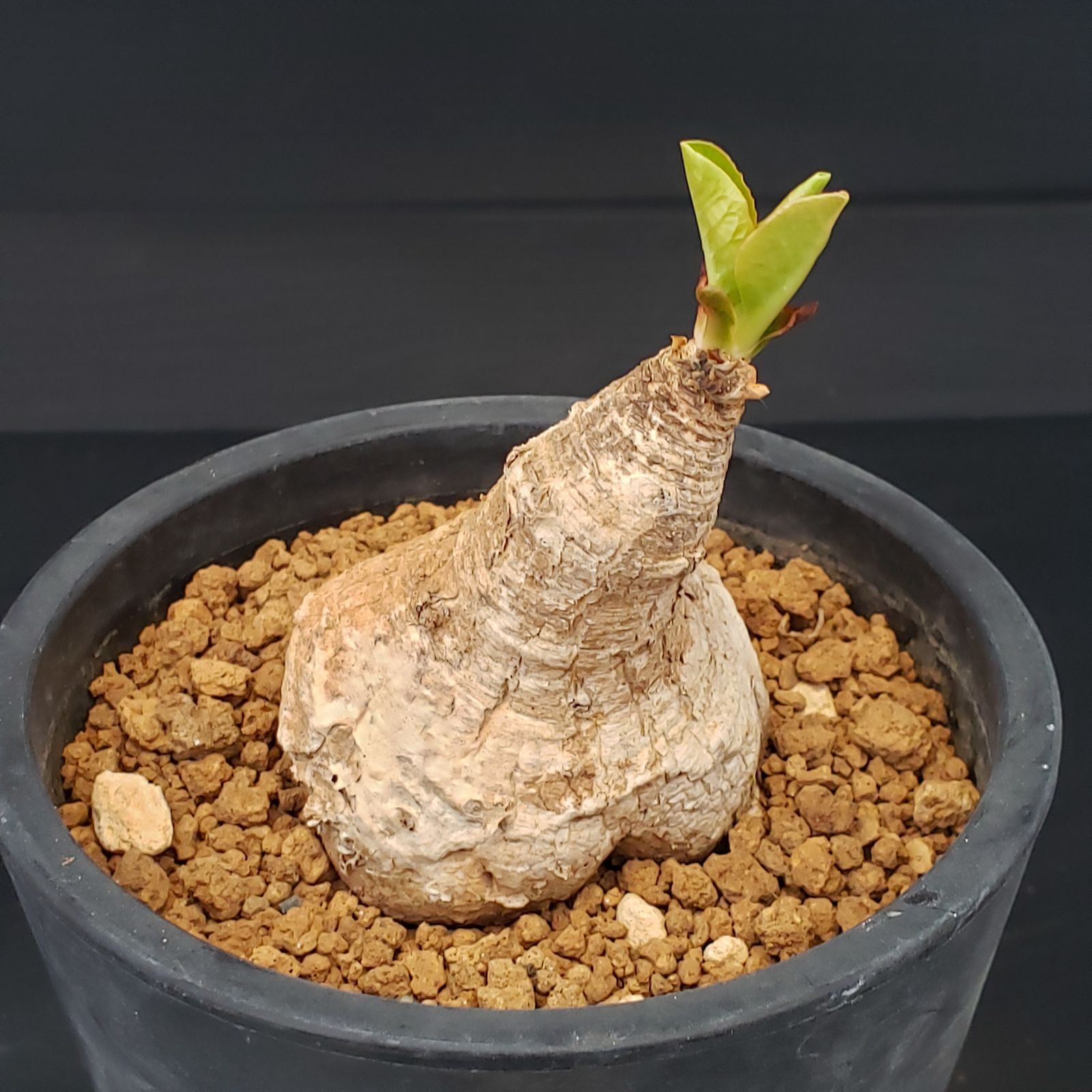 G209【自社養生株】ユーフォルビア プリムリフォリア（現地球・発根株