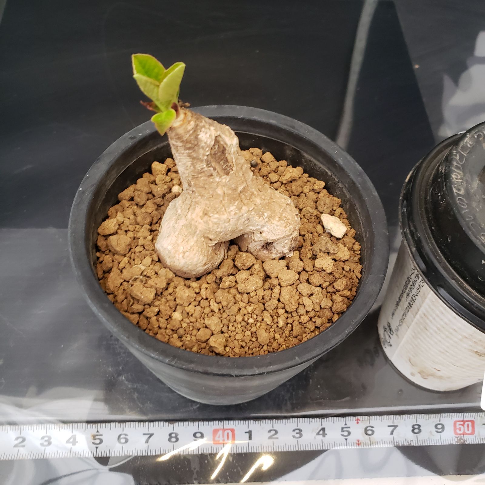 G209【自社養生株】ユーフォルビア プリムリフォリア（現地球・発根株