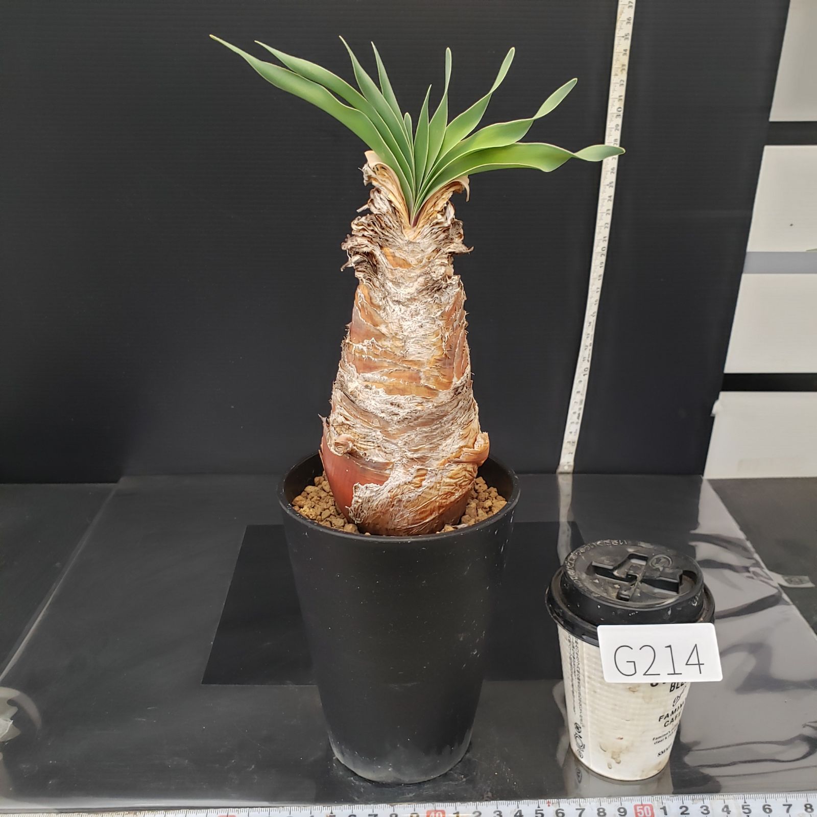 G214【自社養生株】ブーファン ディスティチャ（現地球・発根株