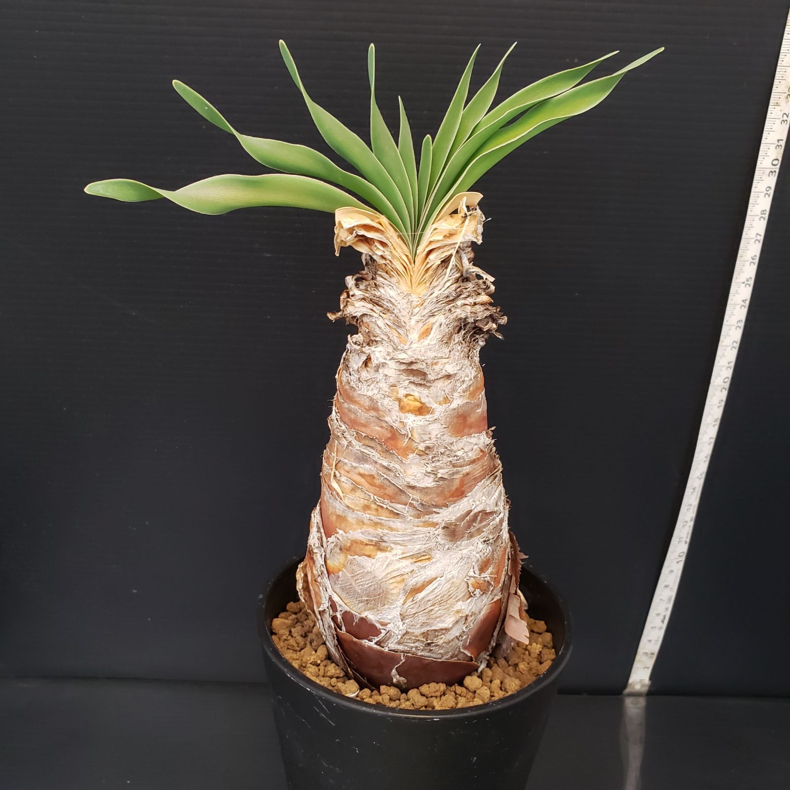 G214【自社養生株】ブーファン ディスティチャ（現地球・発根株