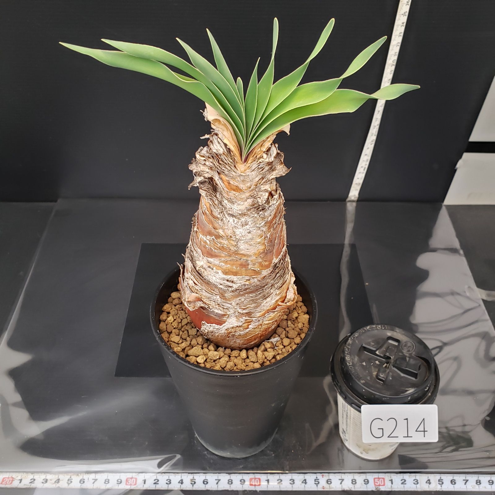 G214【自社養生株】ブーファン ディスティチャ（現地球・発根株