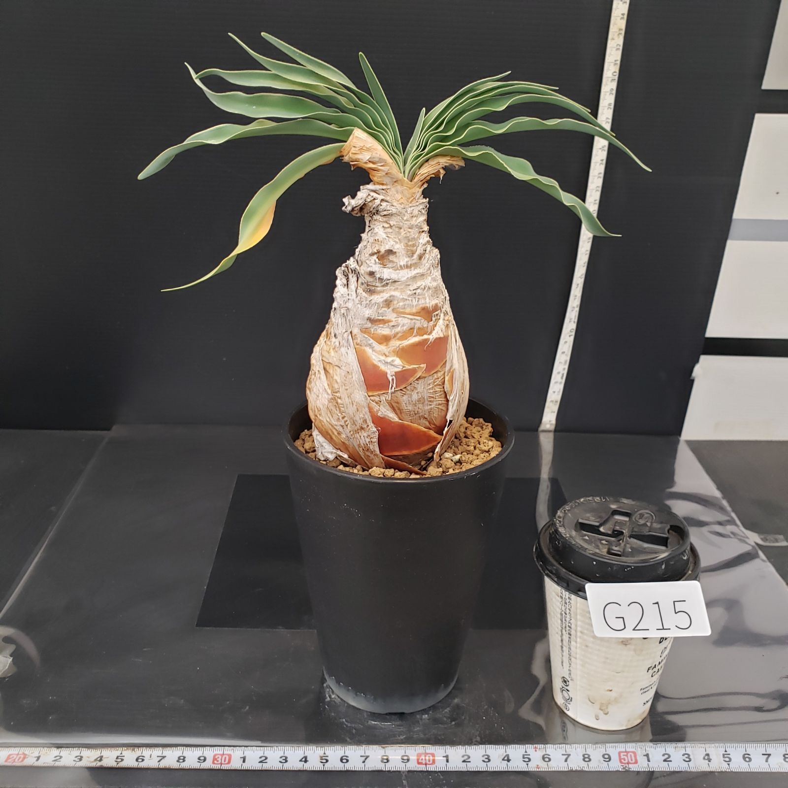 G215【自社養生株】ブーファン ディスティチャ（現地球・発根株